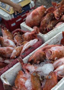 Pemborong menimbang hasil tangkapan nelayan sebelum melakukan transaksi pembelian ikan.
