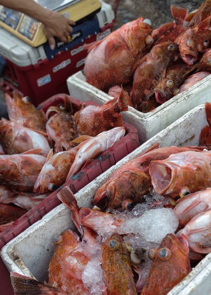 Pemborong menimbang hasil tangkapan nelayan sebelum melakukan transaksi pembelian ikan.