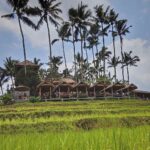 Makanan sederhana dan minuman hangat dengan pemandangan hamparan sawah.