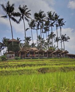 Makanan sederhana dan minuman hangat dengan pemandangan hamparan sawah.