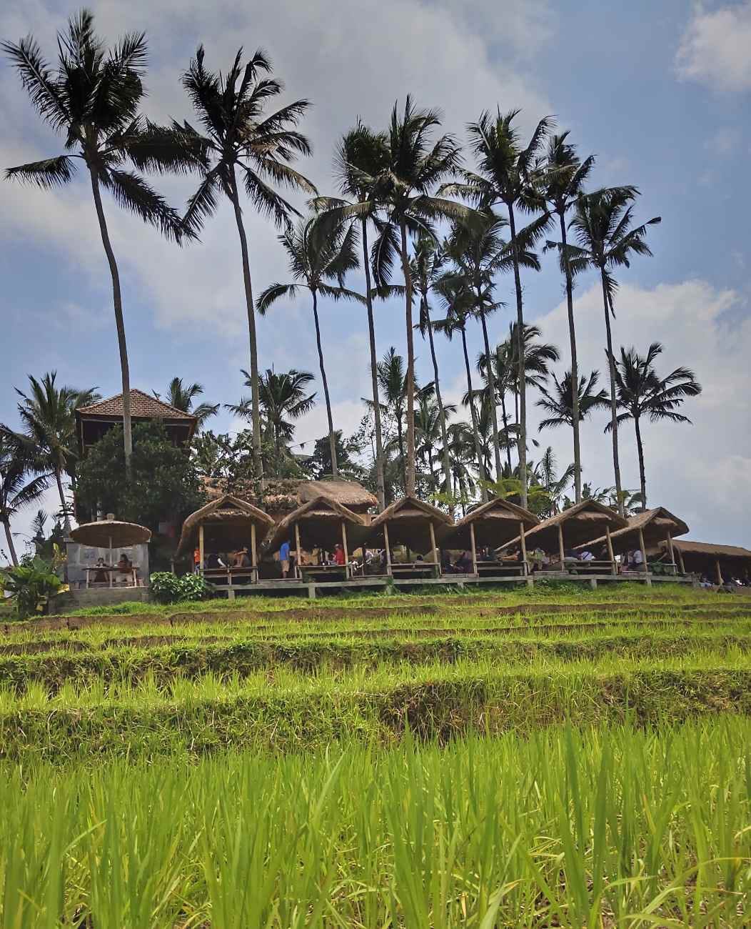 Makanan sederhana dan minuman hangat dengan pemandangan hamparan sawah.