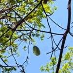 Tumbuhan yang tumbuh sendiri sebagai simbol keteguhan dan kemandirian.