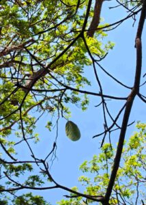 Tumbuhan yang tumbuh sendiri sebagai simbol keteguhan dan kemandirian.