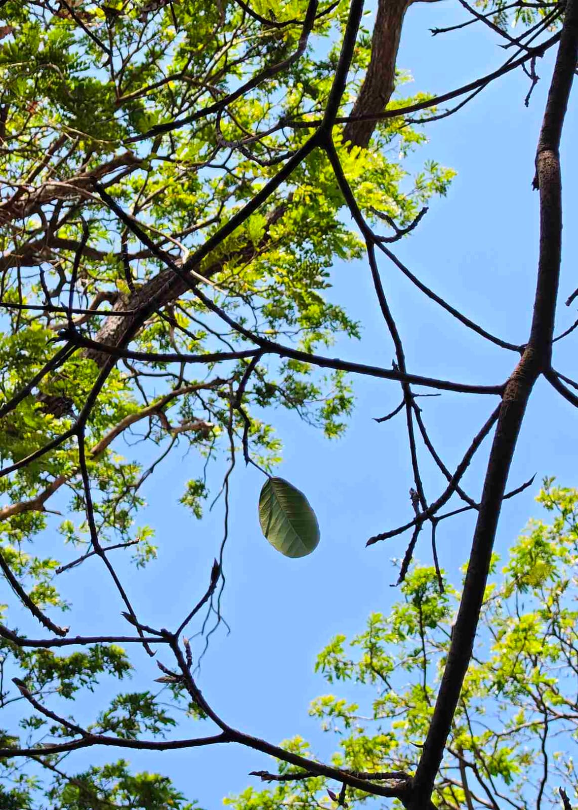 Tumbuhan yang tumbuh sendiri sebagai simbol keteguhan dan kemandirian.