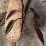 Cangkang dan daun sebagai simbol perjalanan masa lalu, masa kini, dan pertumbuhan.