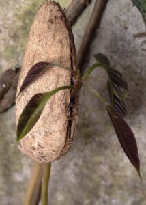 Cangkang dan daun sebagai simbol perjalanan masa lalu, masa kini, dan pertumbuhan.
