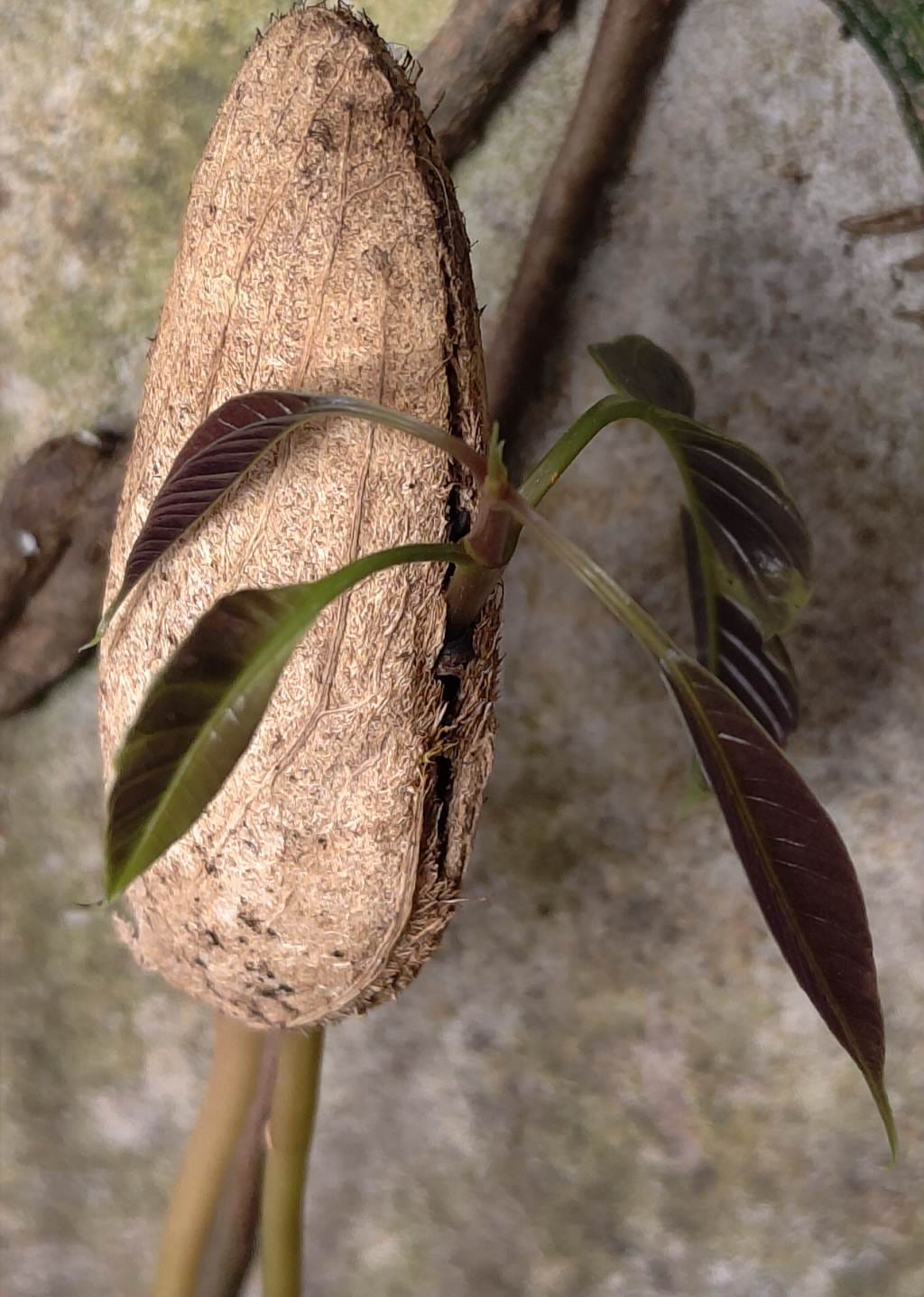Cangkang dan daun sebagai simbol perjalanan masa lalu, masa kini, dan pertumbuhan.