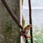 Katak berdiam diri dalam persembunyian dengan kewaspadaan yang tetap terjaga.