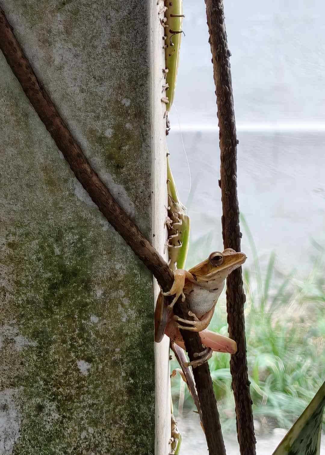Katak berdiam diri dalam persembunyian dengan kewaspadaan yang tetap terjaga.