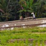 Traktor bekerja di persawahan menggantikan tenaga sapi.