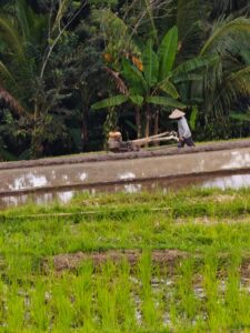 Traktor bekerja di persawahan menggantikan tenaga sapi.