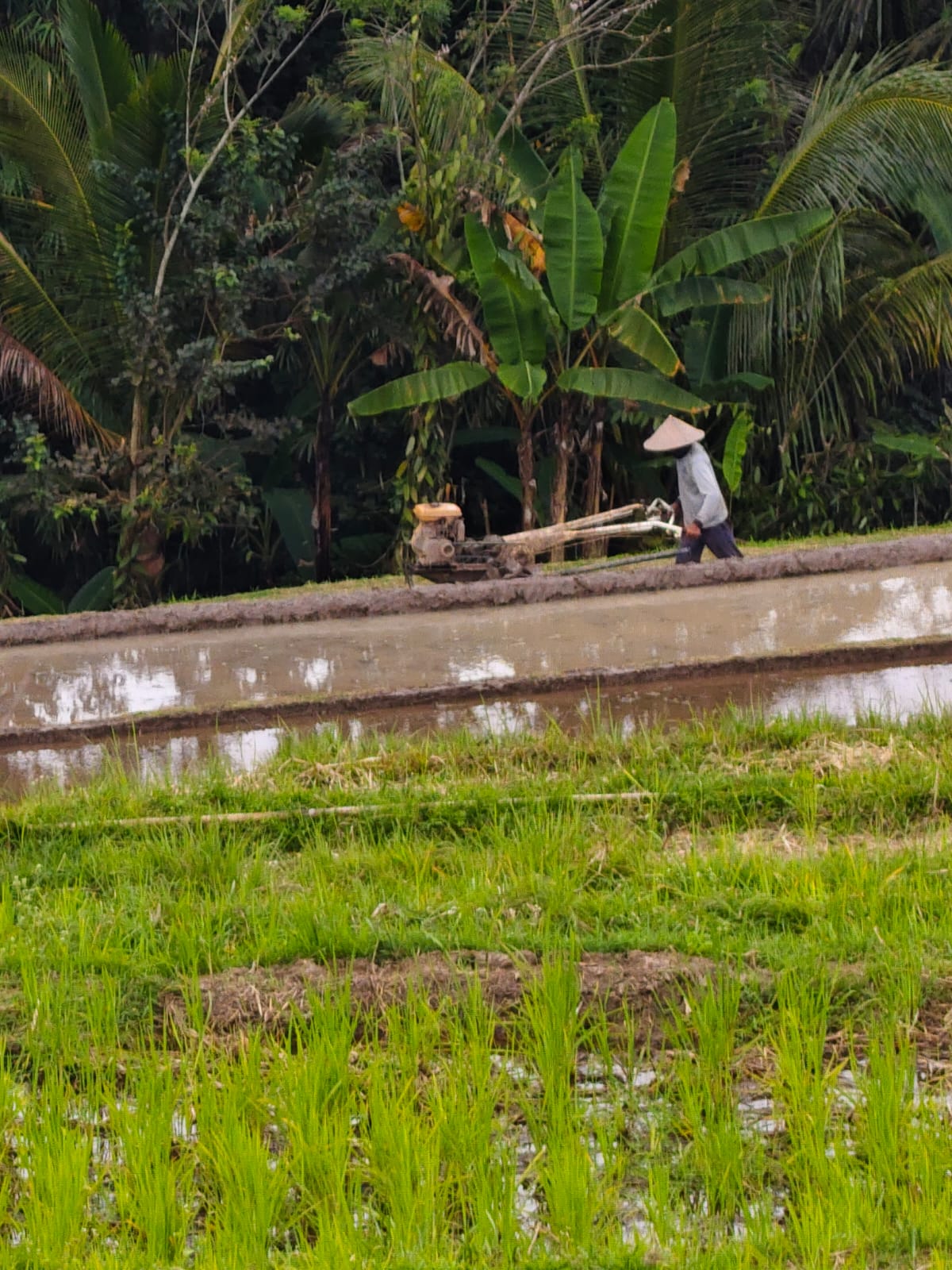 Traktor bekerja di persawahan menggantikan tenaga sapi.