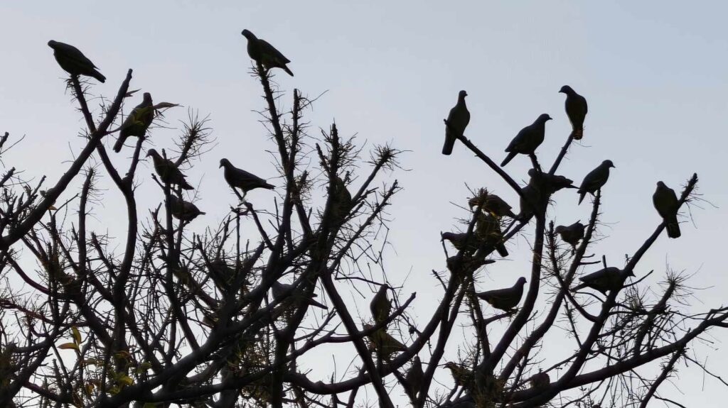 Kawanan burung terbang bersama, menggambarkan kebersamaan dan kepedulian dalam perjalanan hidup.