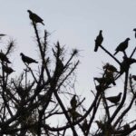 Kawanan burung terbang bersama, menggambarkan kebersamaan dan kepedulian dalam perjalanan hidup.