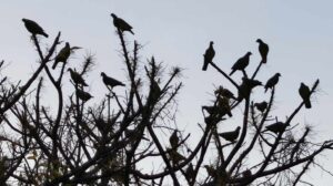 Kawanan burung terbang bersama, menggambarkan kebersamaan dan kepedulian dalam perjalanan hidup.