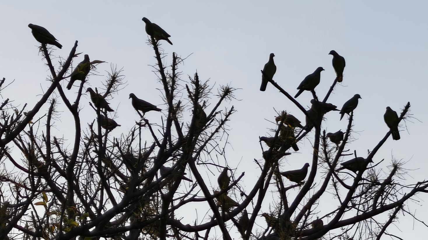 Kawanan burung terbang bersama, menggambarkan kebersamaan dan kepedulian dalam perjalanan hidup.