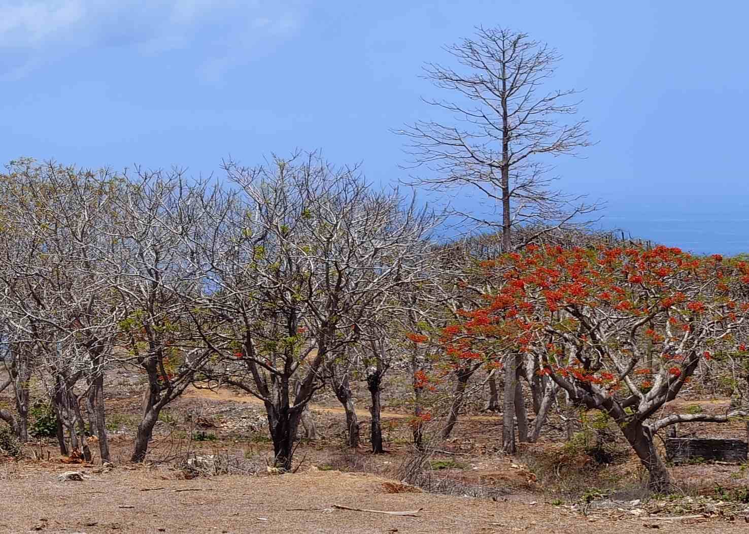 Pohon dengan bunga merah yang tetap mekar di tengah musim kering.